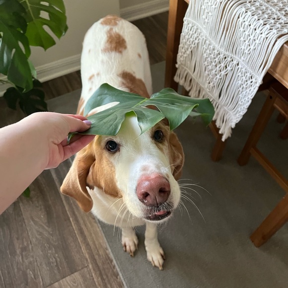 Meet your Posher, Jeffery - Picture 1 of 1